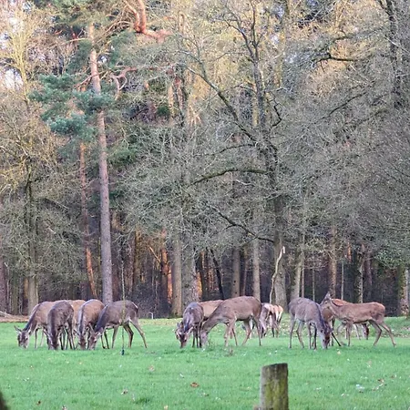 De Hooge Woeste Emst