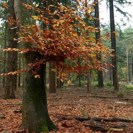 De Hooge Woeste Vakantiehuis