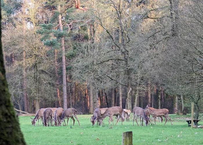 De Hooge Woeste Emst