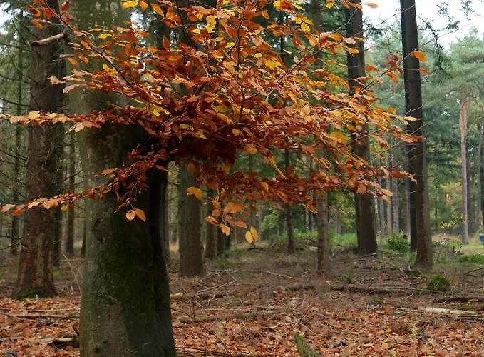 De Hooge Woeste Semesterbostad