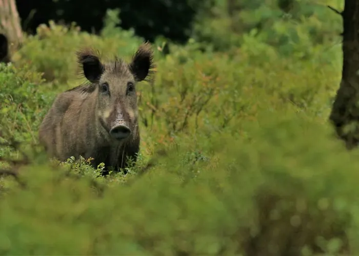 Semesterbostad De Hooge Woeste